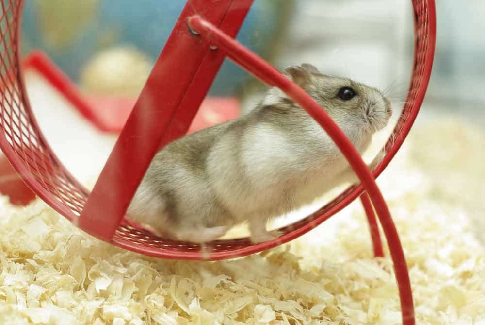 hamster-on-a-hamster-wheel