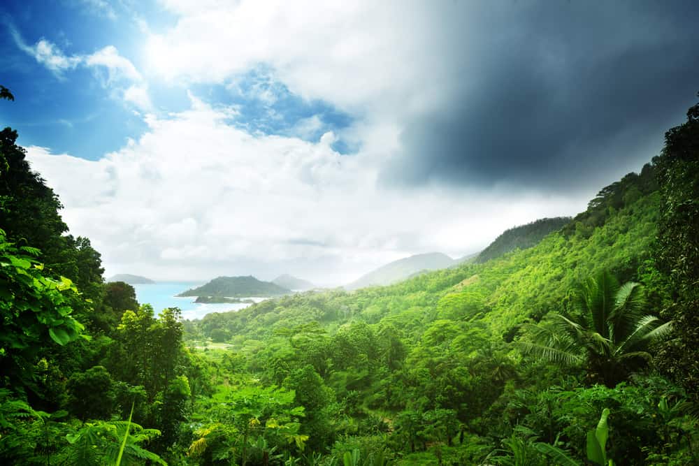 Jungle of Seychelles island