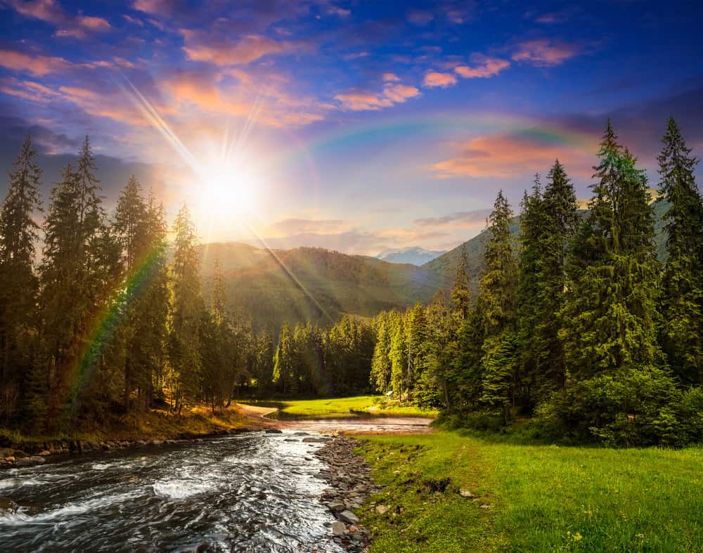 Gorgeous stream in forest