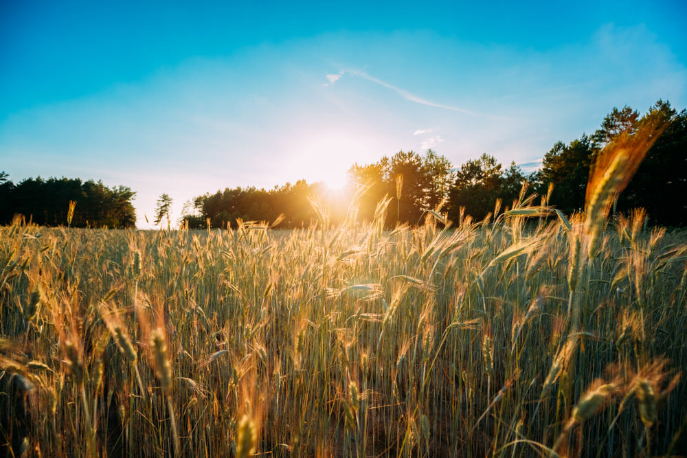 June wheat field